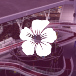 Lotus Airline Group Thumbnail