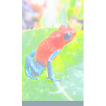 Froggy death brain