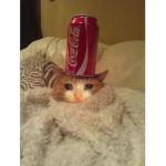 SadCatt Army