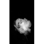 cupidroses