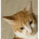 DaBaddieBakasWithCats