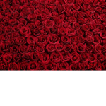 Chill Rose