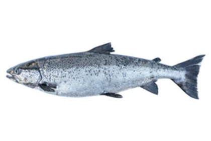 Salmon? Roblox group icon