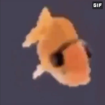 gamer fish Roblox decal