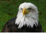 The Home Of The Eagles