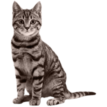 Sword Fighting's Divine