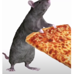 Rats eating pizza