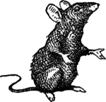 Ratshouse's Rats