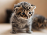 We’re cat lovers