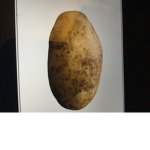 >POTATO PEOPLE!<