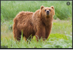Bear clubb