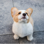 Corgi time!