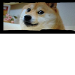 Blue Doge...