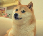 DOGE IS AWESOME!