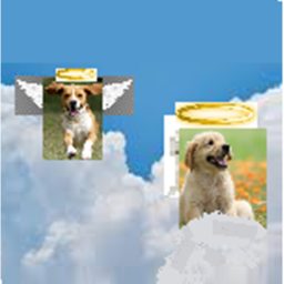 Dog Heaven