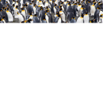 Pengiuns rock