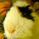 The Guinea good thing