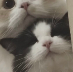 pawkats