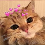 Mokiisbored
