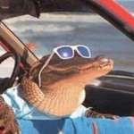 The Alligator Kindom