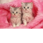 Super Kitty Fans!
