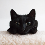 くろネコスタジオ