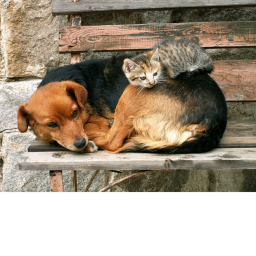 Dogs + Cats army hangout obby!