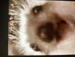 VITAMIN HEDGEHOG STUDIOS