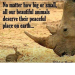 # we love animals