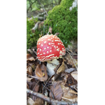 Mushroom family :3