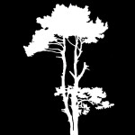 You Mean That Old Farmhouse?