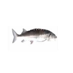 Fishrmen