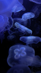Jelly fish Candy