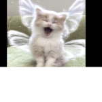 THE CAT PEOPLEE