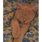 CatsGamein