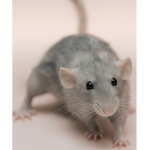 People who love rats