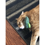 Catburg