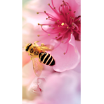 Bee Fam Squad
