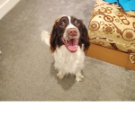 Dog is cute oiy