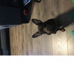 Dog funds