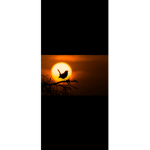 Sunight