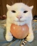 plebb
