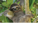 Banana sloths
