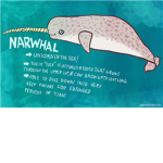 Narwhal Legacy