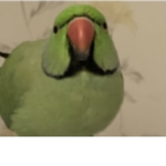 Aesthetic birds fam