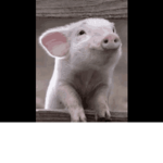 PigsAreAmazingggggg