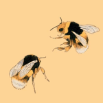 Addison’s Honey Bees