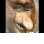 Baboon Clothing