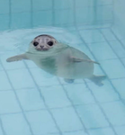lil tiny seals