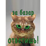 КОТ И БАЗАР